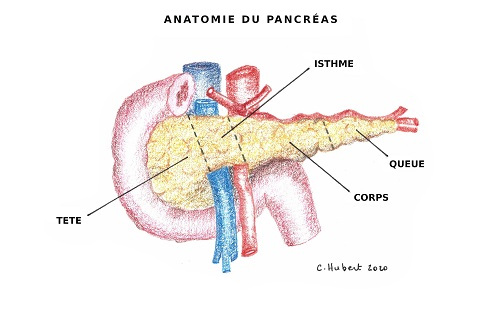 Anatomie du pancréas - IRA II