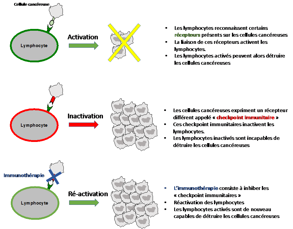 Mécanismes d’action de l’immunothérapie