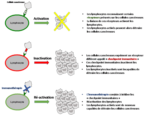 Mécanisme d’action de l’immunothérapie_0.png