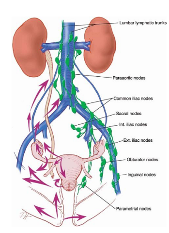 SHEMA DRAINAGE ORGANES PELVIENS_0.png